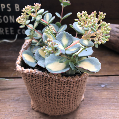 希少♡斑入りミセバヤ♡多肉植物♡セダム♡インテリア♡ガーデニング