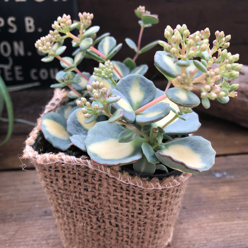 希少♡斑入りミセバヤ♡多肉植物♡セダム♡インテリア♡ガーデニング