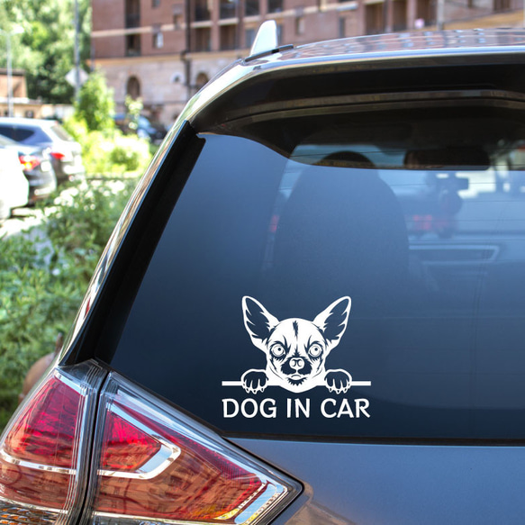 カッティングステッカー DOG IN CAR スムースコート チワワ 3枚目の画像