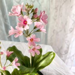 クレイの花(粘土).桜草 3枚目の画像