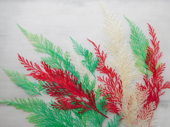 Christmasカラー　ダバリアリーフ　押し花素材 3枚目の画像