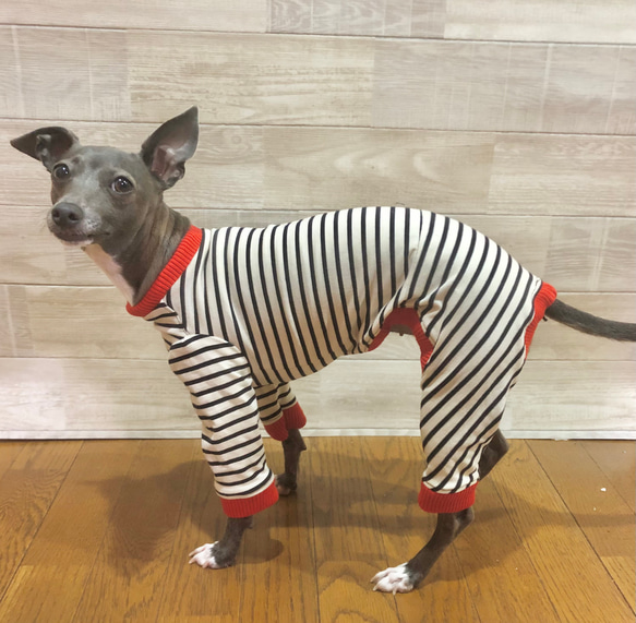 太ボーダーのロンパース　イタグレ服　犬服　ハンドメイド イタグレ ボーダー ロンパース ペット服・アクセサリー alon_handmade