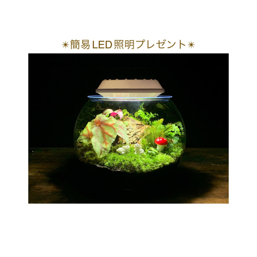 No.296 苔アート　苔テラリウム　完成品 No.296 苔アート 苔テラリウム 完成品 No.296 苔アート 苔