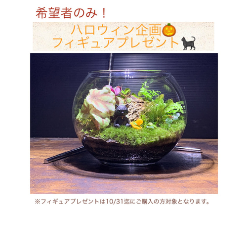 217 苔アート 苔テラリウム ベゴニア クアドリアラータ 入り 217 苔アート 苔テラリウム ベゴニア クアドリアラータ 入り