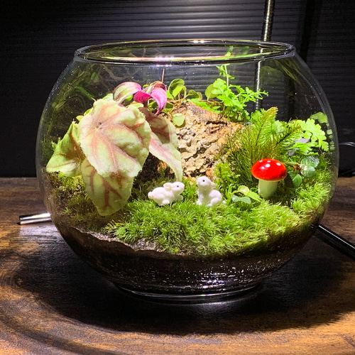 217 苔アート 苔テラリウム ベゴニア クアドリアラータ 入り 217 苔アート 苔テラリウム ベゴニア クアドリアラータ 入り