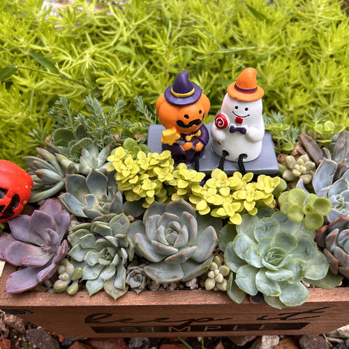 ハロウィン 寄せ植え B 多肉植物 虎っぺ 通販|Creema(クリーマ) 16583459 ハロウィン 寄せ植え B 多肉植物 虎っぺ 通販|Creema(クリーマ) 16583459
