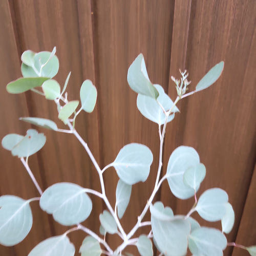 まん丸葉が可愛い♡ユーカリポポラス フラワーデザインテラコッタ