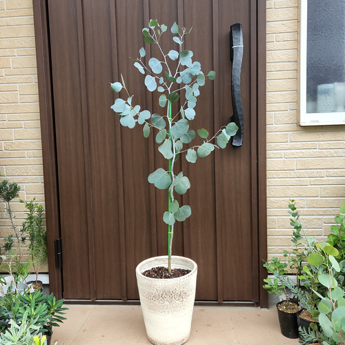 大きなユーカリポポラス　テラコッタ鉢植え　苗　シンボルツリー