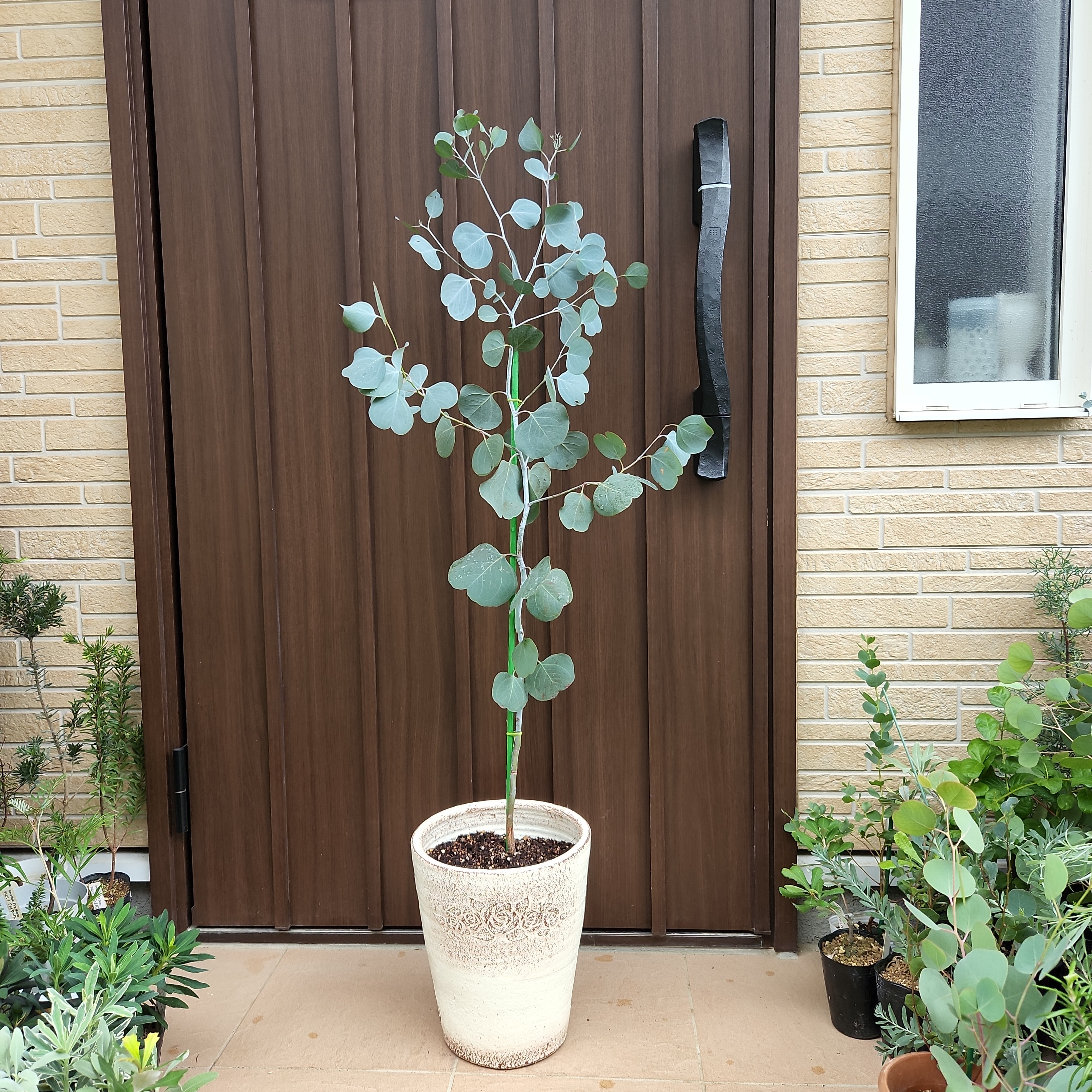 超大型　まん丸葉が可愛い❤️　ユーカリポポラス　鉢植え　大苗　シンボルツリー まん丸葉が可愛い♡ユーカリポポラス フラワーデザイン