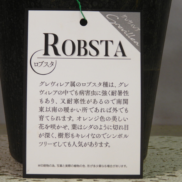 ★ENGEI ichioki★ロブスタ「ROBSTA」株鉢■花も咲きます・半耐寒性常緑低木■ 8枚目の画像