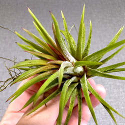 激レア】P. ridleyi Pakarangリドレイパカラン前葉体 胞子体［胞子培養