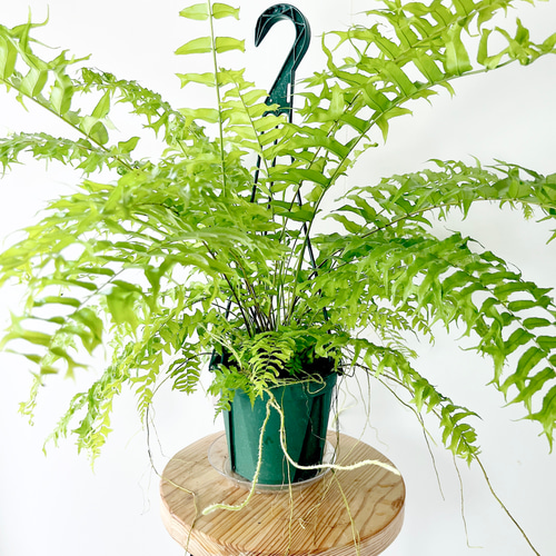 希少》ネフロレピス フィッシュテール 観葉植物 吊り下げ その他