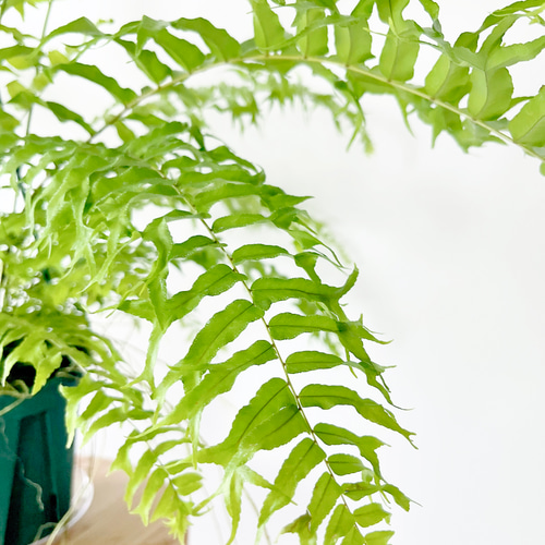 希少》ネフロレピス フィッシュテール 観葉植物 吊り下げ その他