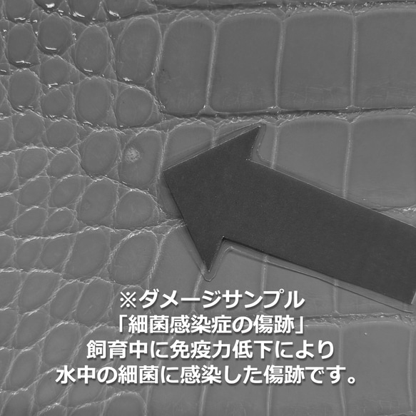 ワニ革  グレージング(艶)  レモンピール「バッグ製作向け・幅30/34」 No.CM0144(5696-98） 12枚目の画像