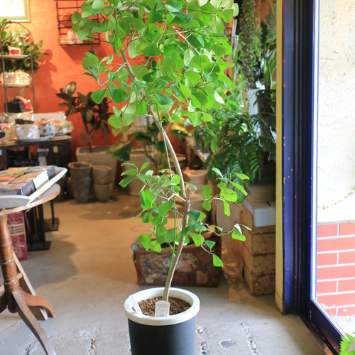 フィカス ハート型 葉 黒鉢