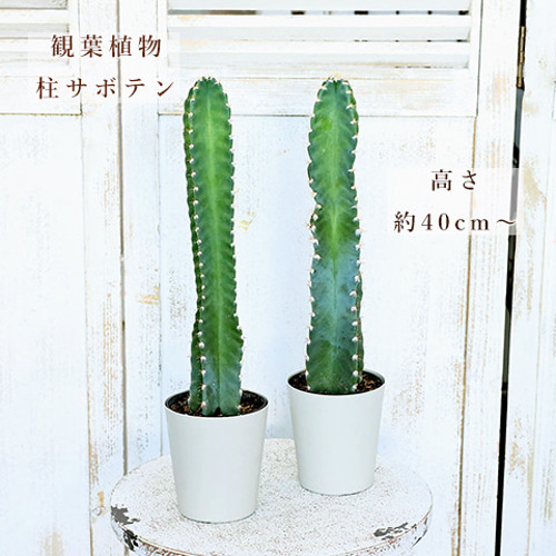 観葉植物 柱 サボテン 1本立ち 3.5号 H40cm～ 神代柱 ジンダイ
