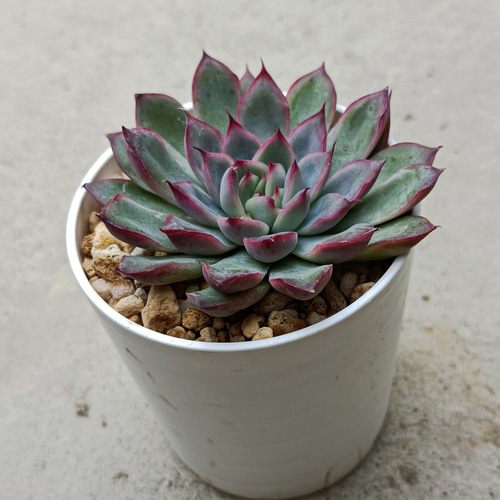 ぷりんの植肉植物 61351QJbbsL._UF350,350_QL80_.jpg