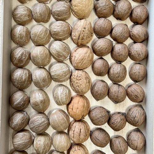 送料込 鬼クルミ&カシクルミの殻 半割れセット その他素材