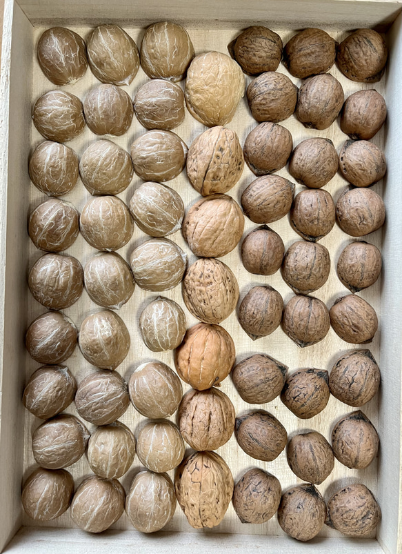 送料込 鬼クルミ&カシクルミの殻 半割れセット その他素材