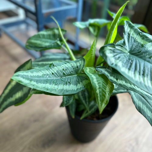 観葉植物】スキスマトグロッティス ワリシー 5号 901 送料無料