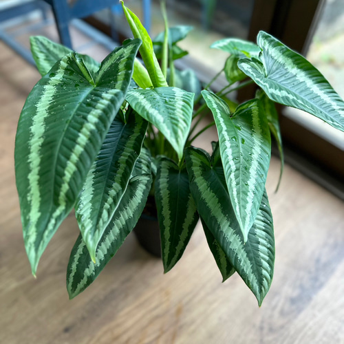 観葉植物】スキスマトグロッティス ワリシー 5号 901 送料無料 その他