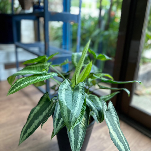 観葉植物】スキスマトグロッティス ワリシー 5号 901 送料無料