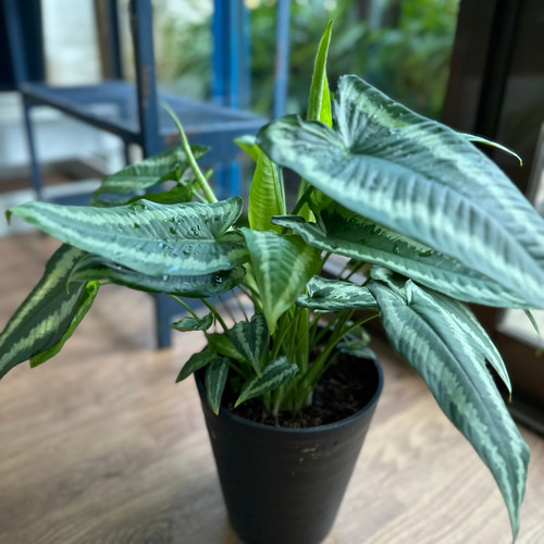 観葉植物】スキスマトグロッティス ワリシー 5号 901 送料無料 その他