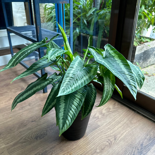 観葉植物】スキスマトグロッティス ワリシー 5号 901 送料無料