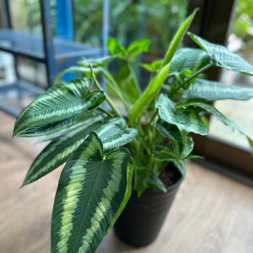 観葉植物】スキスマトグロッティス ワリシー 5号 901 送料無料 その他