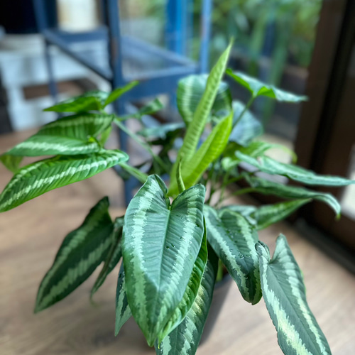 観葉植物】スキスマトグロッティス ワリシー 5号 901 送料無料 その他