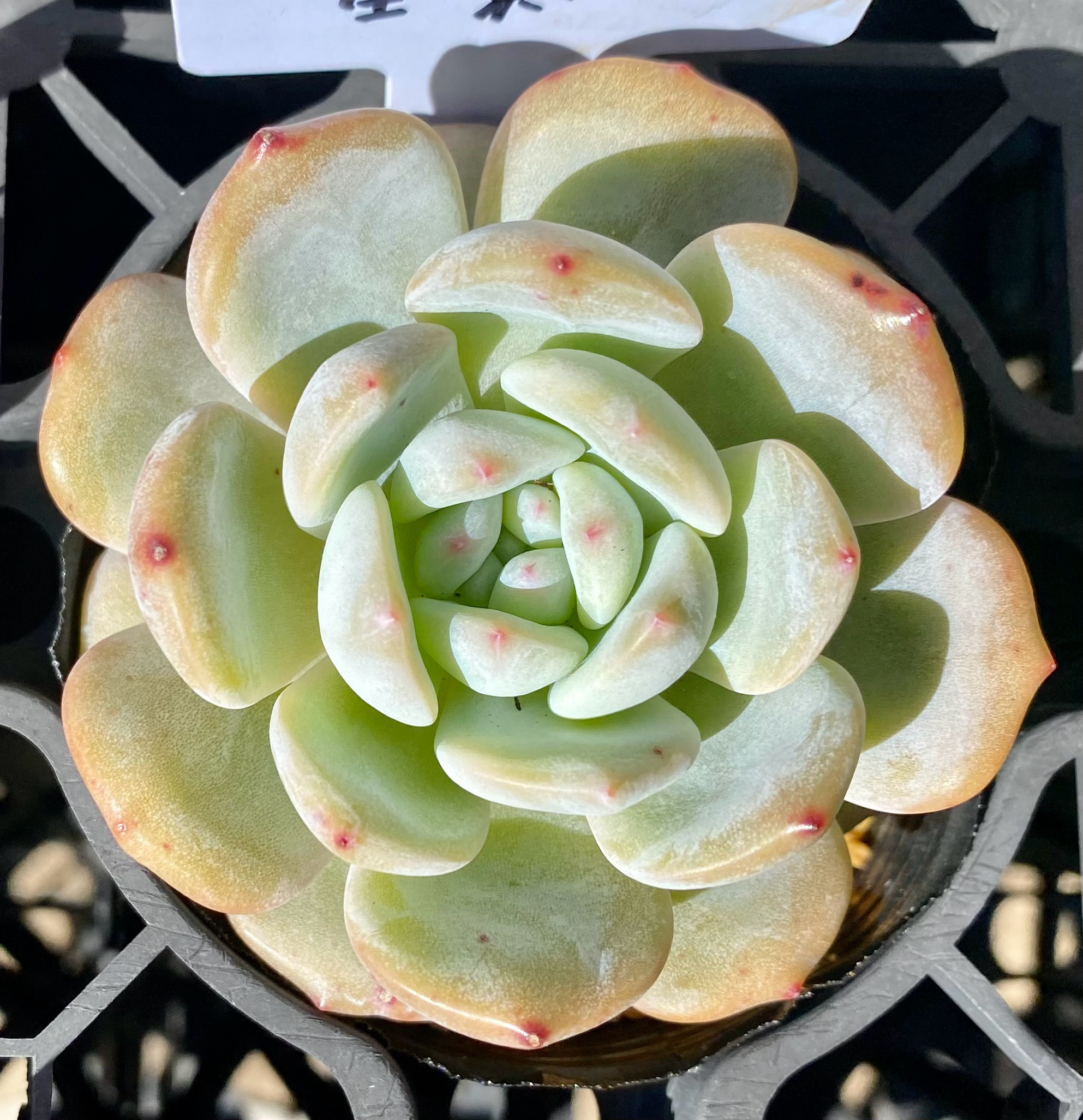 韓国苗 カット苗 ペガサス◎多肉植物 エケベリア等