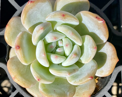 シャビアナ◎多肉植物 カット苗 韓国苗 エケベリア等 シャビアナ◎多肉植物 カット苗 韓国苗 エケベリア等