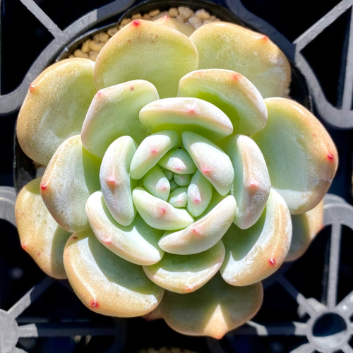 SALE】星影 エケベリア カット苗 韓国苗 多肉植物 多肉植物