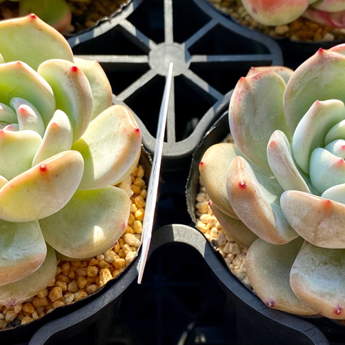 SALE】星影 エケベリア カット苗 韓国苗 多肉植物 多肉植物 プクニク