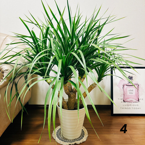 【現品】ドラセナ・カンボジアーナ　多頭　マルチヘッド　8号　ＷＢ番 現品】ドラセナ・カンボジアーナ 多頭 マルチヘッド 8号 WB番