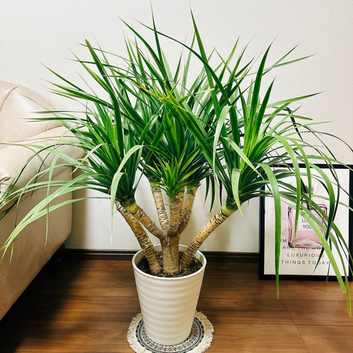 観葉植物　ドラセナ　カンボジアーナ　８号鉢 観葉植物 ドラセナ カンボジアーナ 8号 パボ トール アース
