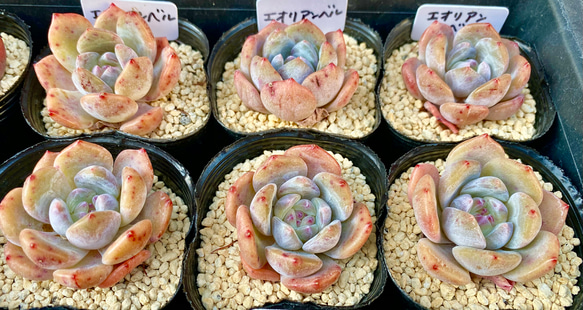 【SALE】エオリアンベル　エケベリア　韓国苗　多肉植物 2枚目の画像