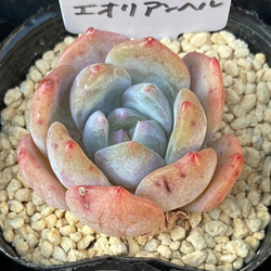【SALE】エオリアンベル　エケベリア　韓国苗　多肉植物 1枚目の画像