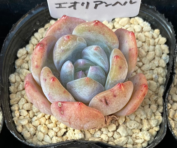 【SALE】エオリアンベル　エケベリア　韓国苗　多肉植物 1枚目の画像