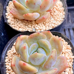 【SALE】エオリアンベル　エケベリア　韓国苗　多肉植物 3枚目の画像