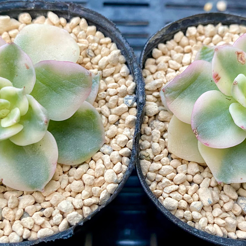 韓国苗 レア❣️ 白玉団子錦