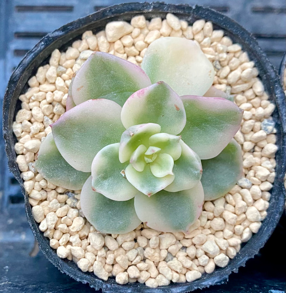 SALE】ヌダ錦 エケベリア 韓国苗 多肉植物 多肉植物 プクニク 通販