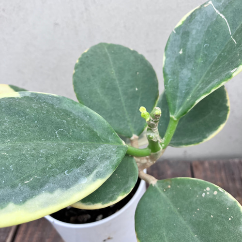 希少種ホヤ パキクラダ アルボ＊斑入り＊観葉植物＊レア品種