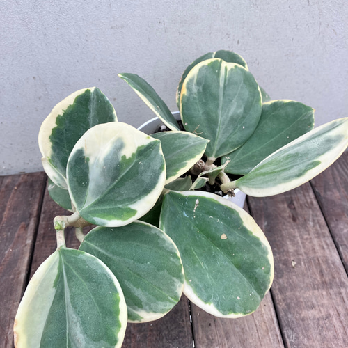 希少種ホヤ パキクラダ アルボ*斑入り*観葉植物*レア品種 希少種ホヤ パキクラダ アルボ*斑入り*観葉植物*レア品種
