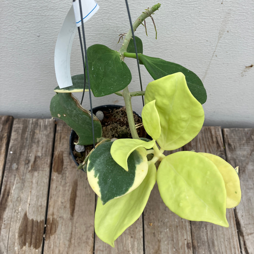 レア　珍種　ホヤ　パキクラダ外斑入り　大苗 夏セール レア 珍種 ホヤ パキクラダ内斑入り サクララン - メルカリ