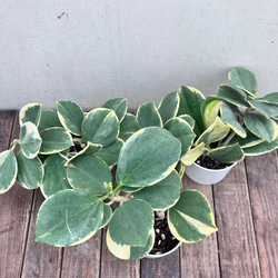 希少ホヤ＊インクラサッタ＊アルボマギナータ＊斑入り＊観葉植物