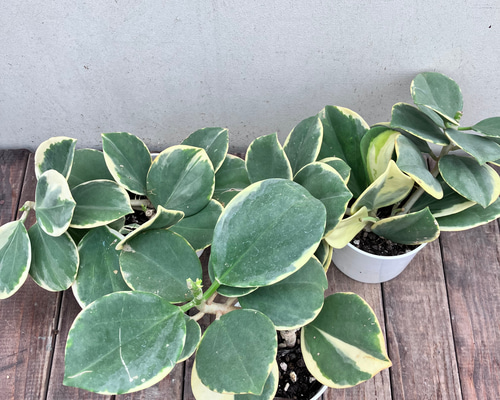 61b5d1f026699a1022192e1fc16a6a