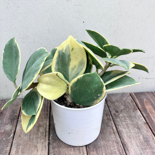 希少種ホヤ パキクラダ アルボ*斑入り*観葉植物*レア品種 希少種ホヤ パキクラダ アルボ*斑入り*観葉植物*レア品種