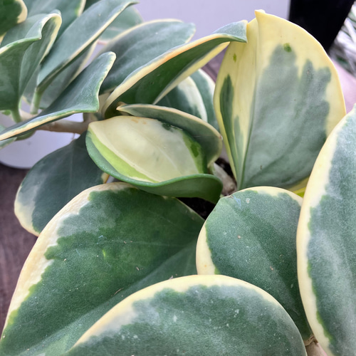 希少種ホヤ パキクラダ アルボ*斑入り*観葉植物*レア品種 希少種ホヤ パキクラダ アルボ*斑入り*観葉植物*レア品種