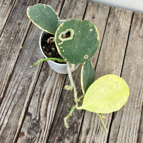 レア　珍種　ホヤ　パキクラダ外斑入り　大苗 レア 珍種 ホヤ パキクラダ外斑入り 大苗